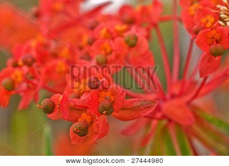 Makro Euphorbia Fireglow roślin
