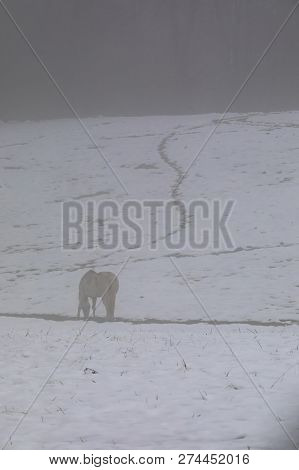 A White Horse Grazes In A Snowy Pasture In The Fog Following Winter Storm Diego.