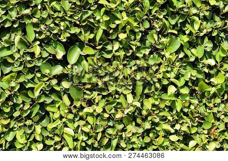 Green Banyan Leaves Fence Under Sunlight For Background