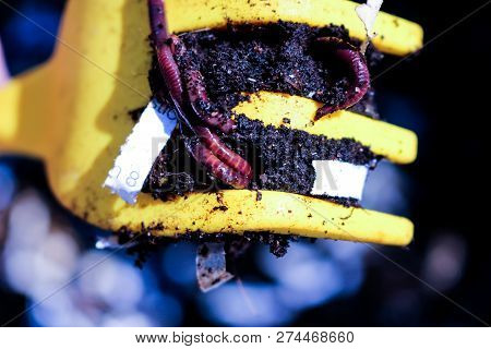 Red Worms, Dendrobena Veneta, Common Compost Worm In A Yellow Pi