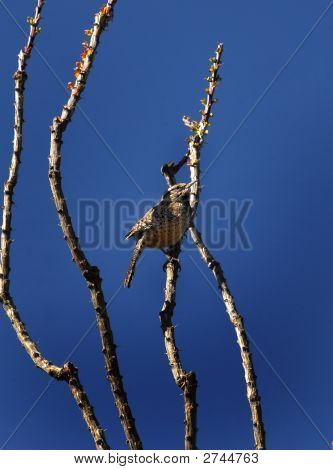 Cactus Wren satte sig på en Ocotillo