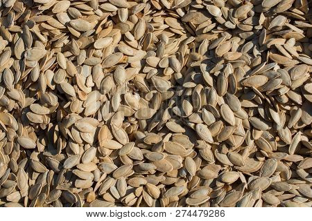 A Lot Of Seeds Large Pumpkin Seeds