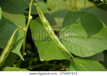 Close Up Selective Focusing Of Some Very Beautiful Green Color Hyacinth Beans ( Dolichis, Lablab) Al