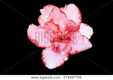 Photograph Of A Pink Flower Called Azalia