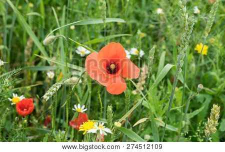 Red Long-headed Poppy Field, Blindeyes, Papaver Dubium. Blooming Flower In A Natural Environment