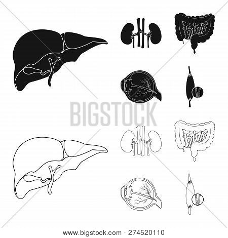 Vector Illustration Of Body And Human Icon. Set Of Body And Medical Stock Vector Illustration.