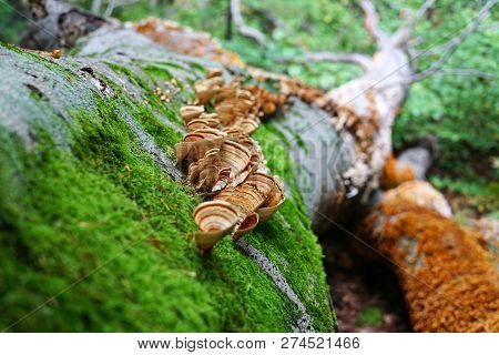 A Lot Of Mushrooms Growing On A Tree. Fallen Trunk Of A Big Tree Closeup. Brown And Yellow Fungi, Gr