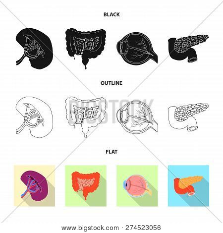 Vector Illustration Of Body And Human Icon. Collection Of Body And Medical Stock Vector Illustration