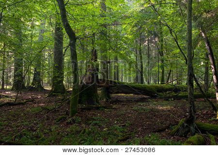 Big Old Oak And Dead Wood