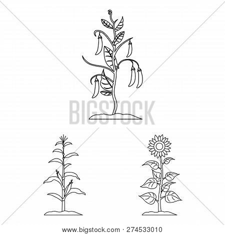 Vector Design Of Plant And Bean Logo. Set Of Plant And Process Vector Icon For Stock.