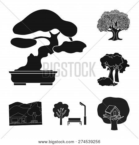Vector Design Of Tree  And Forest Symbol. Set Of Tree  And Green Stock Vector Illustration.