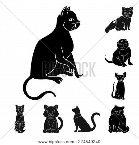 Vector Design Of Pet And Sphynx Sign. Set Of Pet And Fun Vector Icon For Stock.