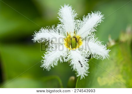 Nymphoides Indica Kuntze In Nature Has Many Ants On The Pollen.