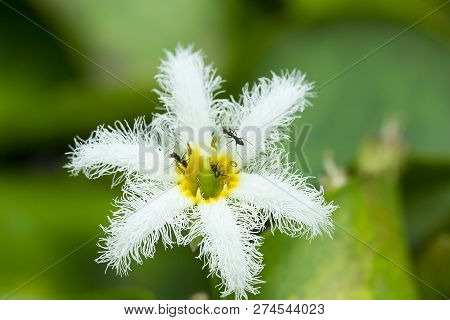 Nymphoides Indica Kuntze In Nature Has Many Ants On The Pollen.