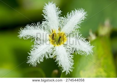 Nymphoides Indica Kuntze In Nature Has Many Ants On The Pollen.