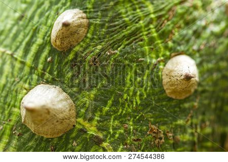 Bombax Ceiba Is A Soft Wood With Sharp Thorns.