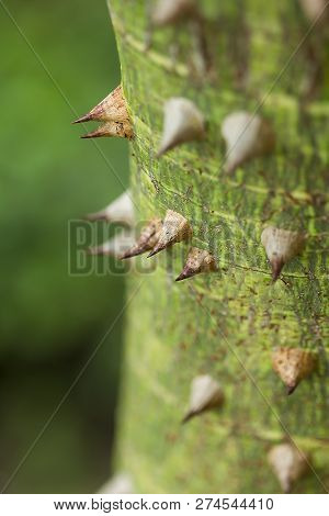 Bombax Ceiba Is A Soft Wood With Sharp Thorns.
