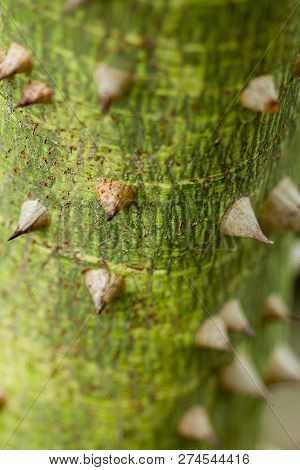 Bombax Ceiba Is A Soft Wood With Sharp Thorns.