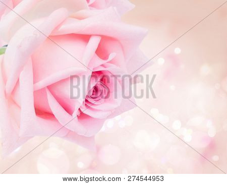 One Pink Fresh Blooming Rfresh Rose Bud Over Bokeh Background With Copy Space