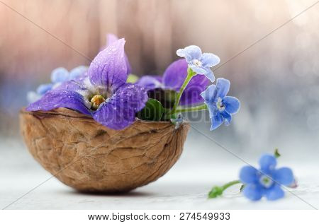 Floristic Composition With Violets And Forget-me-not Flowers In A Nutshell Against Beautiful Bokeh B