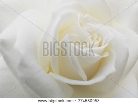 Blooming White Rose. Beautiful Background For A Greeting Card