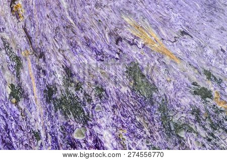 Polished Charoite Lilac Polished Background With Banded Texture, Oval And Star Inclusions.
