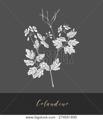 Vector Hand Drawn Medicinal, Cosmetics Herb Chelidonium Majus. Celandine Plant.