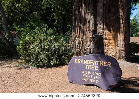 June 15 2017 - Orick, California: The Grandfather Tree In Redwood National Park, Is A Tall, Old Grow