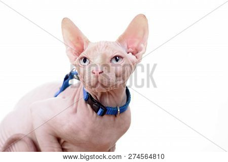 Cat. Beautiful Sphinx. Cute Kitten With Blue Eyes. A Bald Animal. Hairless Sphinx Cat. Isolated On W