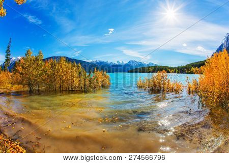 Autumn flood of Abraham lake. Artificial Abraham lake reflects the golden foliage of aspen and birches. Concept of active, ecological and photo tourism