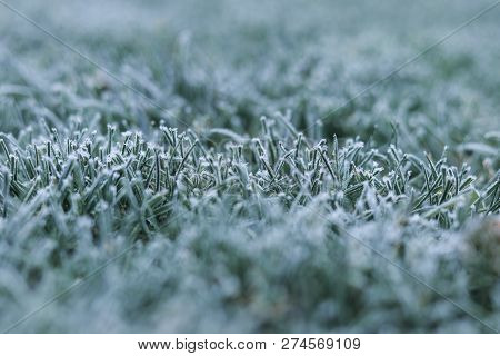Morning Frost On Green Grass At Early Winter Or Autumn Cold Morning. Cold Seasonal Weather. Copy Spa