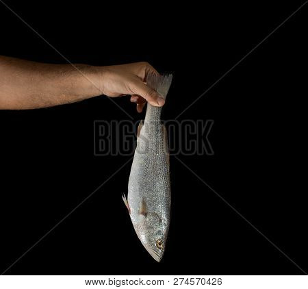 Hand Of Man Holding Fresh Raw Corvina Fish On Black