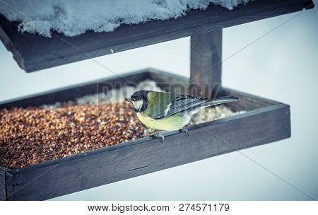 Great Tit Parus Major On A Feeder In Winter