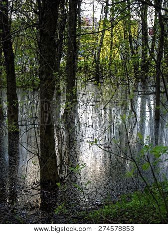 Flooded Part Of The Forest In Spring, Moscow