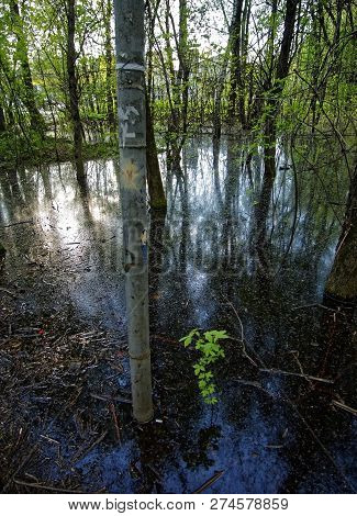 Flooded Part Of The Forest In Spring, Moscow