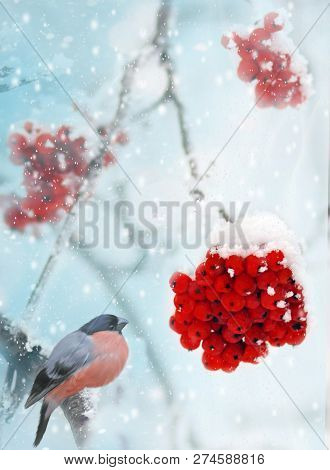 Male Pine Grosbeak Pinicola Enucleator Feeding On Frozen Rowan Berries. Winter Background