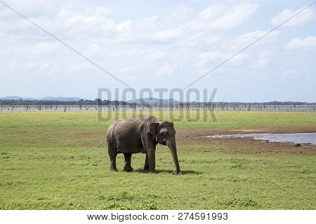 Kaudulla National Park, Sri Lanka - August 16, 2018: A Single Elephant At A Lake In Kaudulla Nationa