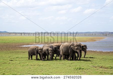 Kaudulla National Park, Sri Lanka - August 16, 2018: A Herd Of Elephants At A Lake In Kaudulla Natio