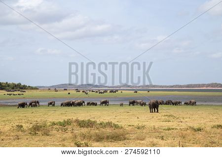 Kaudulla National Park, Sri Lanka - August 16, 2018: A Herd Of Elephants At A Lake In Kaudulla Natio