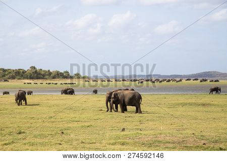 Kaudulla National Park, Sri Lanka - August 16, 2018: A Herd Of Elephants At A Lake In Kaudulla Natio