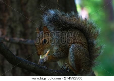 Wild Squirrel In Central Park New York.
