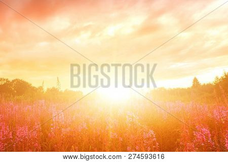 Pink Ivan-tea Or Epilobium Herbal Tea On Sunset Field, Close-up. Flowers Of Rosebay Willowherb In Th