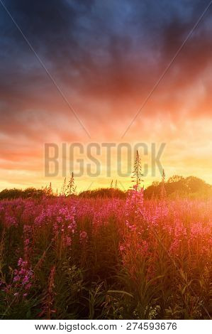 Pink Ivan-tea Or Epilobium Herbal Tea On Sunset Field, Close-up. Flowers Of Rosebay Willowherb In Th