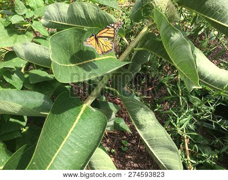 A Monarch Butterfly Flies Over The Leaf Of An Asclepias Syriaca, Called Common Milkweed.