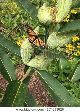 A Monarch Butterfly Flies Over The Leaf Of An Asclepias Syriaca, Called Common Milkweed.