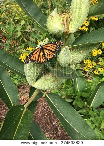 A Monarch Butterfly Flies Over The Leaf Of An Asclepias Syriaca, Called Common Milkweed.