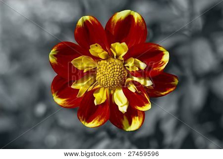 Dahlia