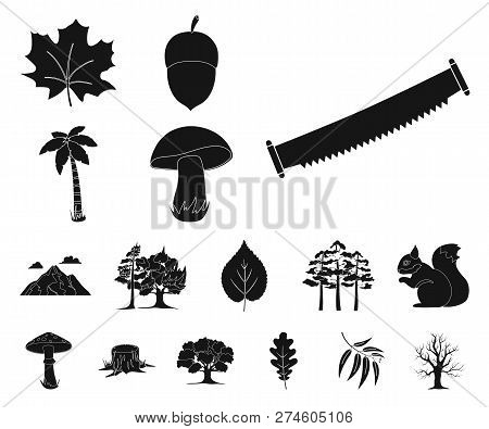Forest And Nature Black Icons In Set Collection For Design. Forest Life Vector Symbol Stock Web Illu