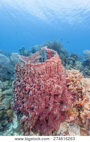 Coral Reef Off Coast Of Roatan With Giant Barrel Sponge
