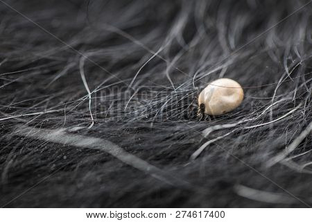 Tick in a dog's fur sucking his blood - dangerous parasite carrier of multiple diseases and pathogens